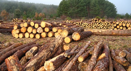 300 millones de dólares para defender la Amazonía peruana