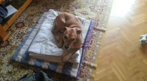 Un perro madrileño, la primera víctima canina del Ébola