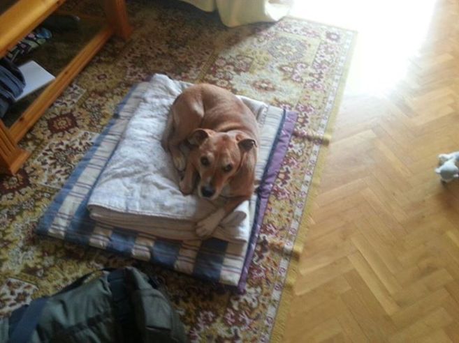Un perro madrileño, la primera víctima canina del Ébola