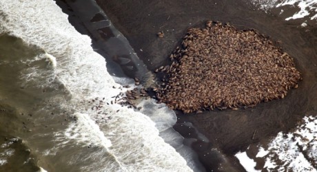 Fotos de la evidencia: ante falta de hielo, 35 mil morsas varadas en una playa