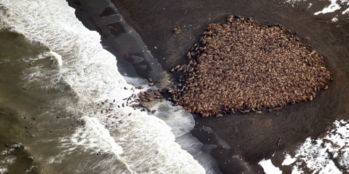Fotos de la evidencia: ante falta de hielo, 35 mil morsas varadas en una playa
