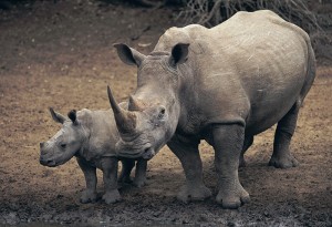 La misma Red List reconoce que los únicos rinocerontes blancos del norte eran los de OL Pejeta. 
