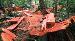 La tala ilegal de la selva amazónica no es un problema “indígena”