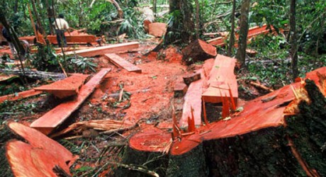 La tala ilegal de la selva amazónica no es un problema “indígena”
