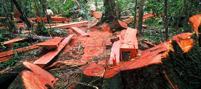 La tala ilegal de la selva amazónica no es un problema “indígena”