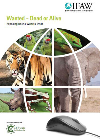 La macabra oferta web: 33 mil animales o partes de ellos a la venta online