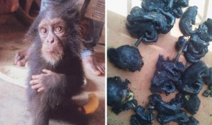 El chimpancé rescatado tiene seis meses de edad y llora cuando se le acercan humanos. 