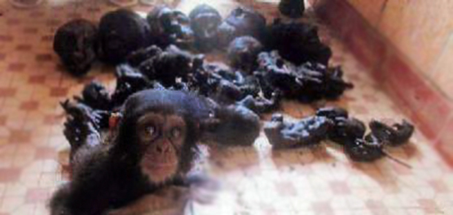 Un chimpancé bebé es rescatado de entre los restos de su familia