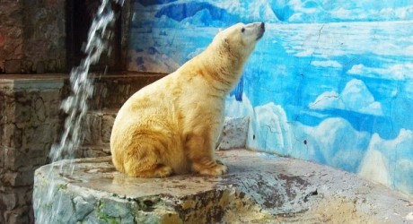 ¿Quién defiende a ‘Taco’, el oso polar chileno?