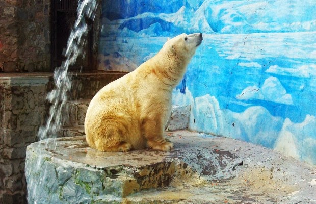 ¿Quién defiende a ‘Taco’, el oso polar chileno?