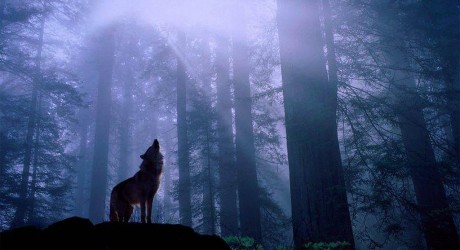 Contra todo pronóstico: osos pardos, lobos y linces aumentan en Europa 