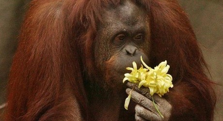 Tribunal argentino reconoce derechos de una orangután