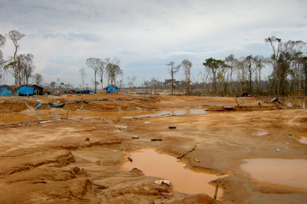 La fiebre del oro arrasa <br/>los bosques sudamericanos