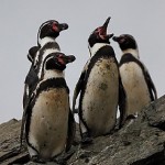La Reserva Nacional de pingüinos de Humboldt es parte del entorno impactado por el proyecto.