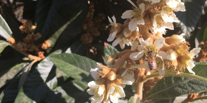 En Oslo crean ‘autopista verde’ para alimentar a abejas en peligro