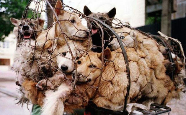 Vietnamitas en campaña contra consumo de carne canina