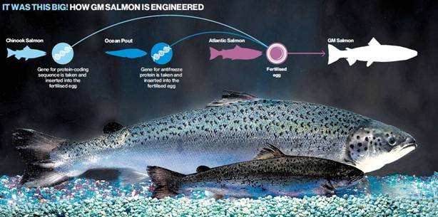 El cultivo de los salmones transgénicos en Canadá | Planeta Feliz